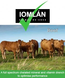 Iomlán Beef drench